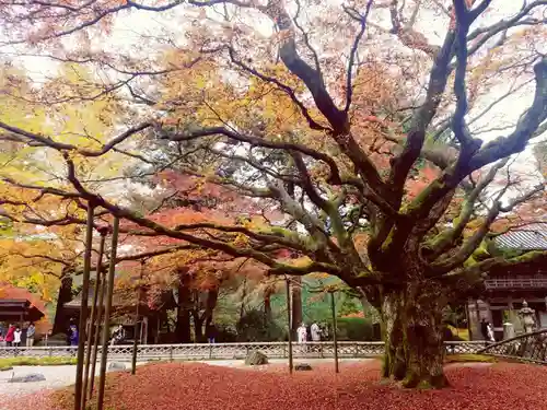 千如寺大悲王院の自然