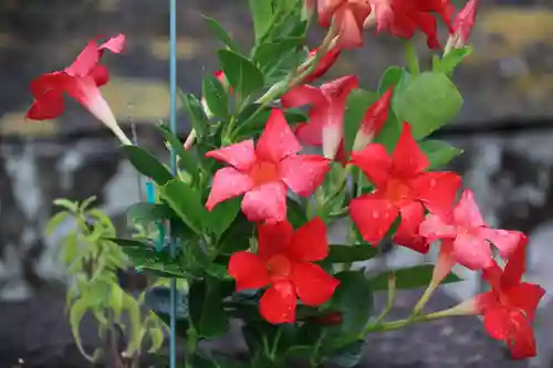 熊野福藏神社の手水舎