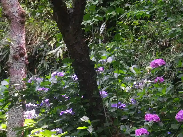 荏柄天神社の自然