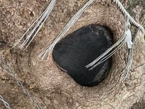 山王神社の自然