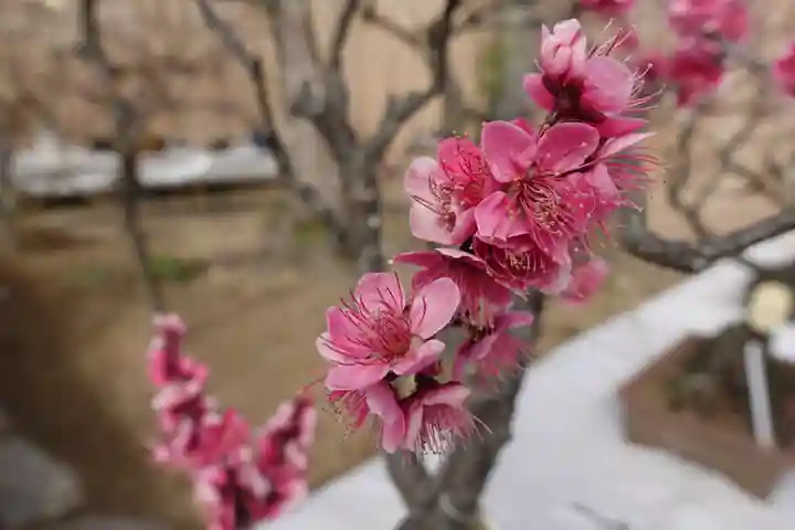 菅原天満宮(菅原神社)の自然