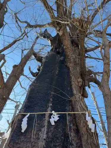 飛木稲荷神社(東京都)