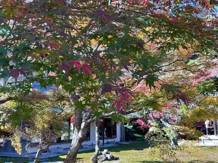 長壽寺(長寿寺)の自然
