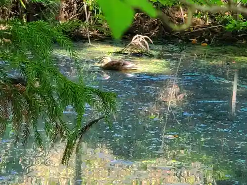 皆神神社(長野県)