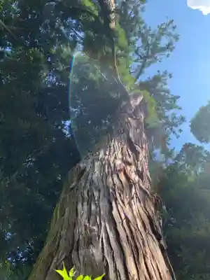 熊野神社の自然