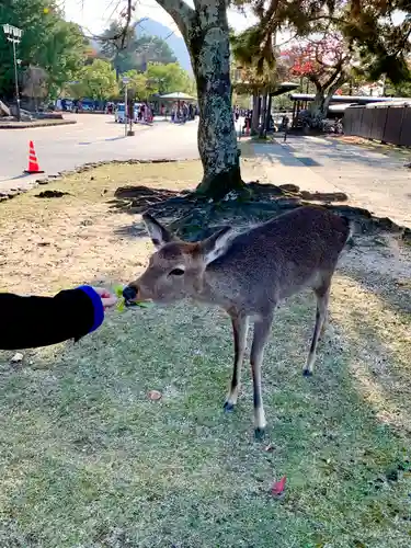 厳島神社(広島県)