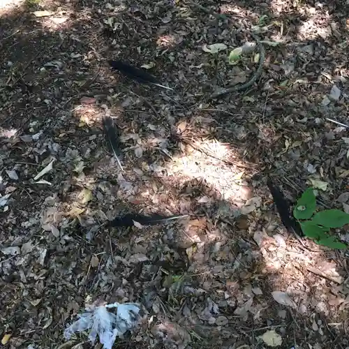 奈井江神社の自然