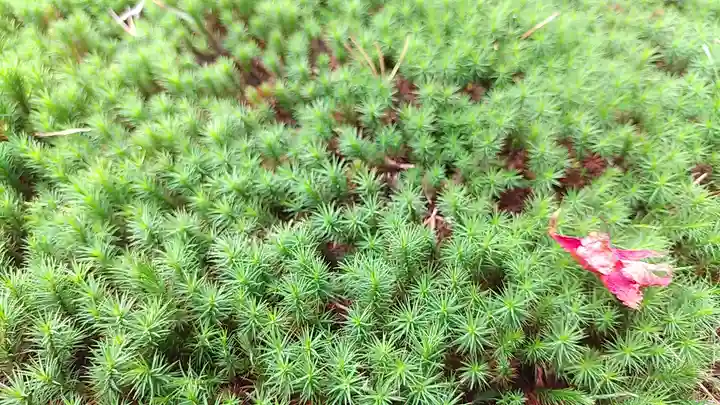那須温泉神社(栃木県)