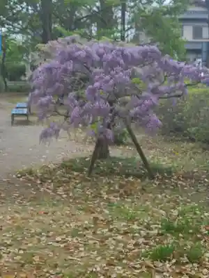 玉敷神社(埼玉県)