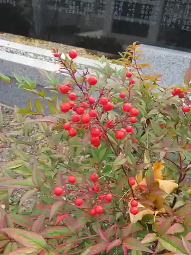 浄土宗善立寺の自然