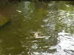 懐古神社の動物