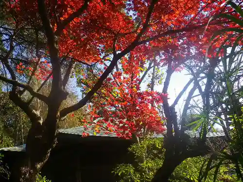 浄光明寺の自然