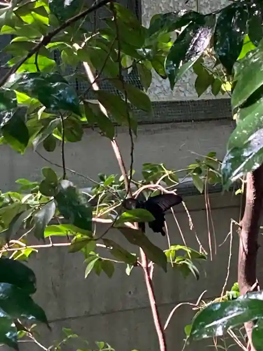 馬橋稲荷神社の自然