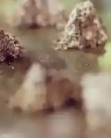 善龍寺(東京都)