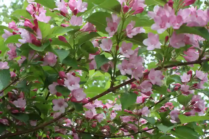 當麻寺中之坊(奈良県)