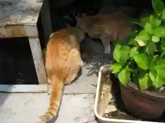 宝山寺の動物