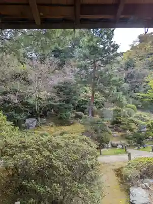青蓮院門跡の庭園