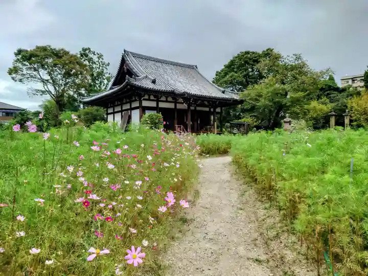 般若寺 ❁コスモス寺❁の庭園