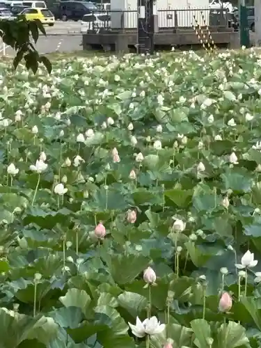 林泉寺(新潟県)