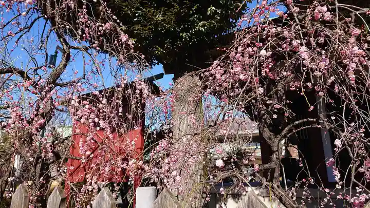 亀戸天神社の自然