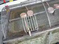 花園神社の手水舎