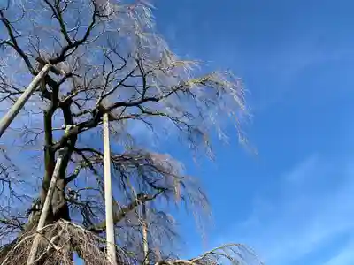 瀧桜神明宮(福島県)