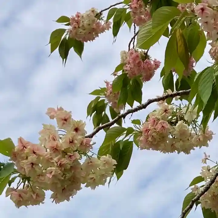 成田山新勝寺(千葉県)