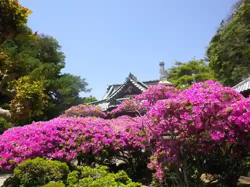 安養院　(田代寺）の自然