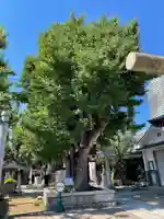 飛木稲荷神社の自然