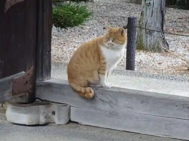 恵林寺の動物