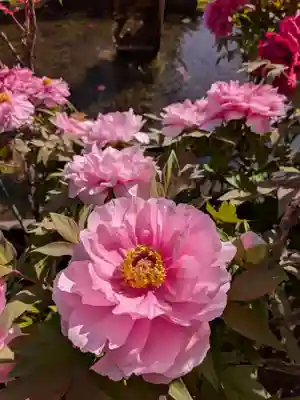 禅定院(東京都)