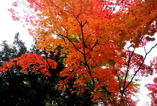 札幌護國神社の自然