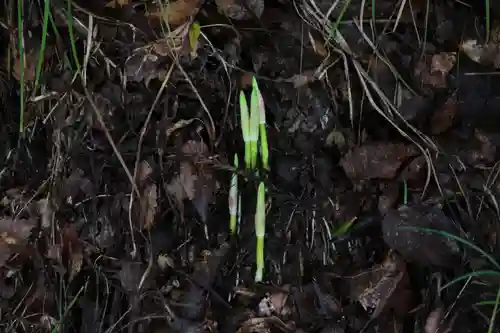 国宝 大法寺の自然