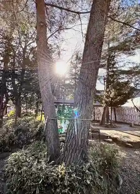 櫻木神社(千葉県)