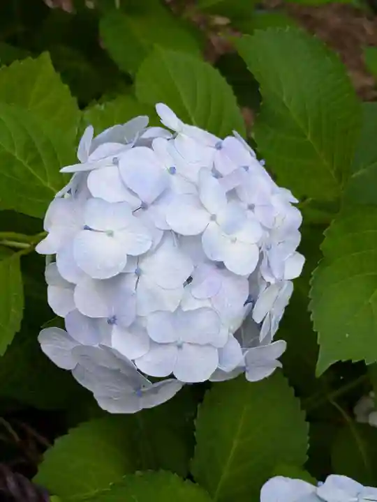本土寺(千葉県)