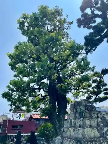 長円寺(静岡県)