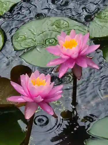 牛嶋天満宮の自然
