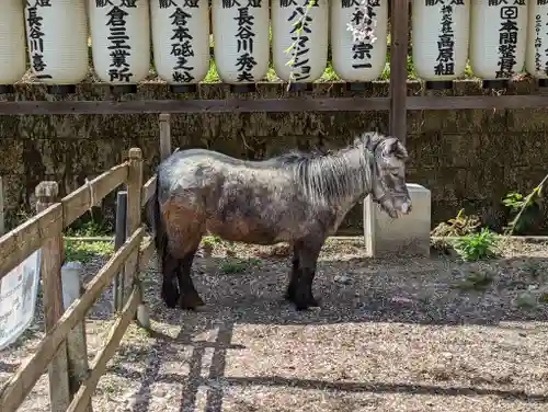 大石神社の動物