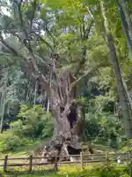 武雄神社(佐賀県)