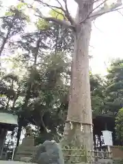 前鳥神社の自然