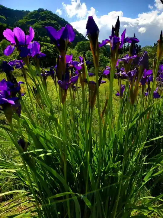 高司神社〜むすびの神の鎮まる社〜の自然