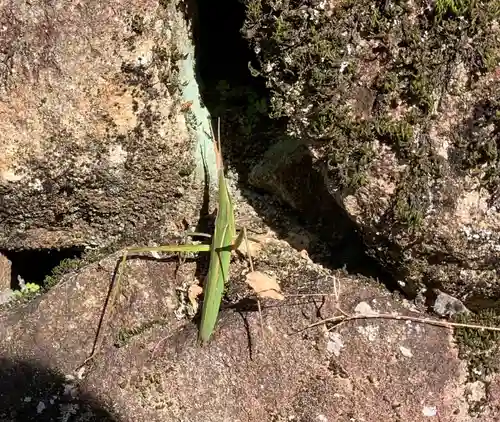 白山神社（長滝神社・白山長瀧神社・長滝白山神社）の動物