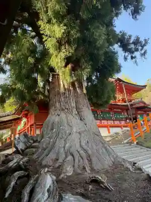 春日大社の{uncategorized: "未分類", other: "その他", undefined: "問題あり", building: "その他建物", grave: "お墓", sacred_gate: "鳥居", guardian: "狛犬", statue: "像", buddha: "仏像", history: "歴史", nature: "自然", garden: "庭園", animal: "動物", pagoda: "塔", temizu: "手水舎", mountain_gate: "山門・神門", sanctuary: "本殿・本堂", subordinate: "末社・摂社", art: "芸術", scenery: "景色", jizo: "地蔵", ema: "絵馬", goshuin: "御朱印", omikuji: "おみくじ", items: "授与品その他", amulet: "お守り", goshuincho: "御朱印帳", eats: "食事", festival: "お祭り", votive_dance: "神楽", shichigosan: "七五三参", wedding: "結婚式", experience: "体験その他", initially: "初詣", around: "周辺", anti_infection: "感染症対策"}