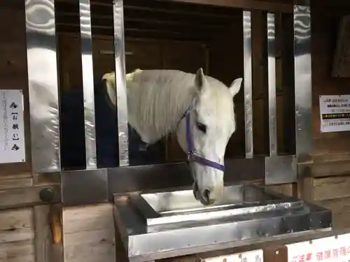 多度大社の動物
