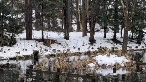 永山神社の動物