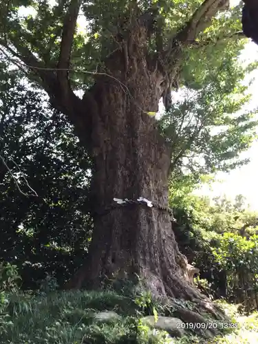 荏柄天神社の自然