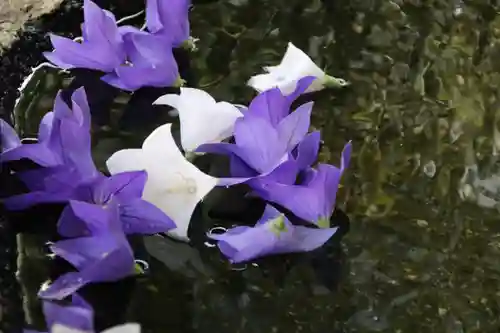 鹿島大神宮の手水舎