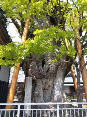 専福寺(福井県)