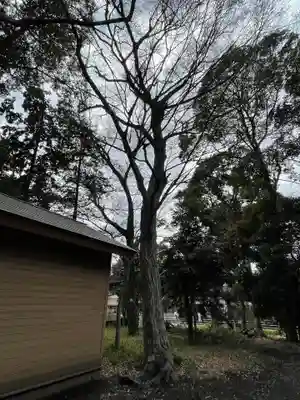 虎狛神社の自然
