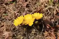 諏訪神社の自然